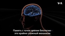 Как формируется память человека?