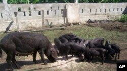 Concrete blocks transformed into livestock pens on the organic farm in Haiti that Boston physician Arielle Adrien helps support.