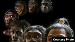 Rekonstrukcija paleo-umetnika Džona Grčija pokriva više od šest miliona godina evolucije čoveka. 