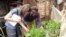 Innovative Kenyan City Farmers ‘an Example to the World’