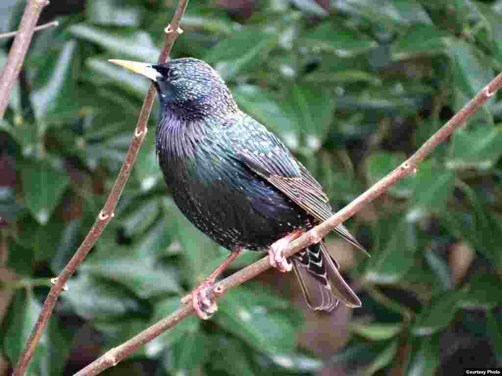 European Starling, 2015 (Courtesy of Sandra Wilbur)