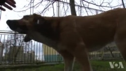 Priča o sarajevskim psima