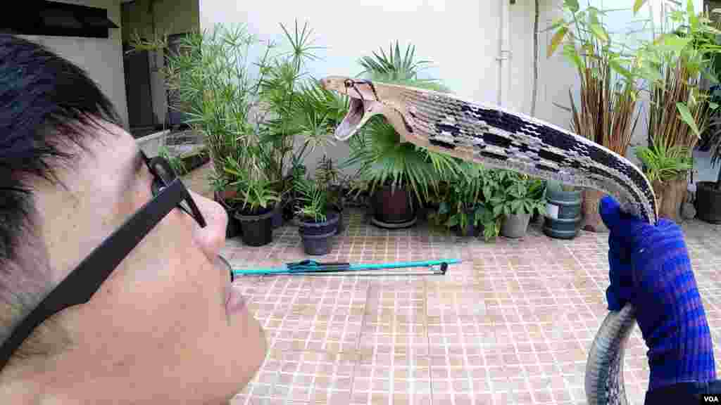 Khun Pinyo holds on to a copperhead rat snake, Feb. 28, 2016. (Z. Aung/VOA)