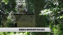 美国部分狼种的保护尚未成功