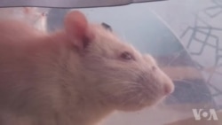 转基因幼虫可能取代实验室动物