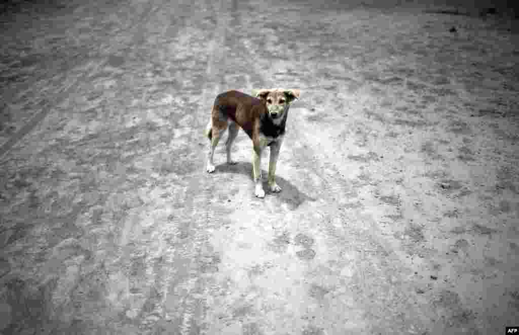 A dog stands on a street covered with ash from the Cotopaxi volcano in Mulalo, south of Quito, Ecuador, Aug. 27, 2015.