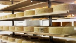 [타박타박 미국 여행 오디오] 우유와 치즈 그리고 인삼의 주, 위스콘신