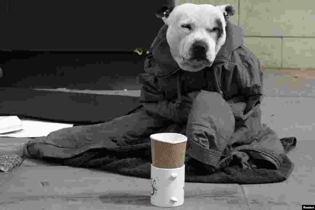 Seekor anjing yang diberi selimut jaket, milik seorang seniman jalanan, duduk di trotoar di London, Inggris.
