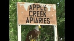 蜜蜂数量下降 蜂蜜价格走高