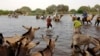 FILE - Herdsmen and others cross a tributary of Lake Chad to the village of N'Gouboua, Chad, March 5, 2015, using the same route the Nigerian refugees used to flee Boko Haram. 