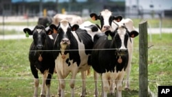 资料照片：位于艾奥瓦州埃姆斯的美国农业部国家动物疾病中心研究设施一处奶牛棚外田地上的奶牛。(2024年8月6日)