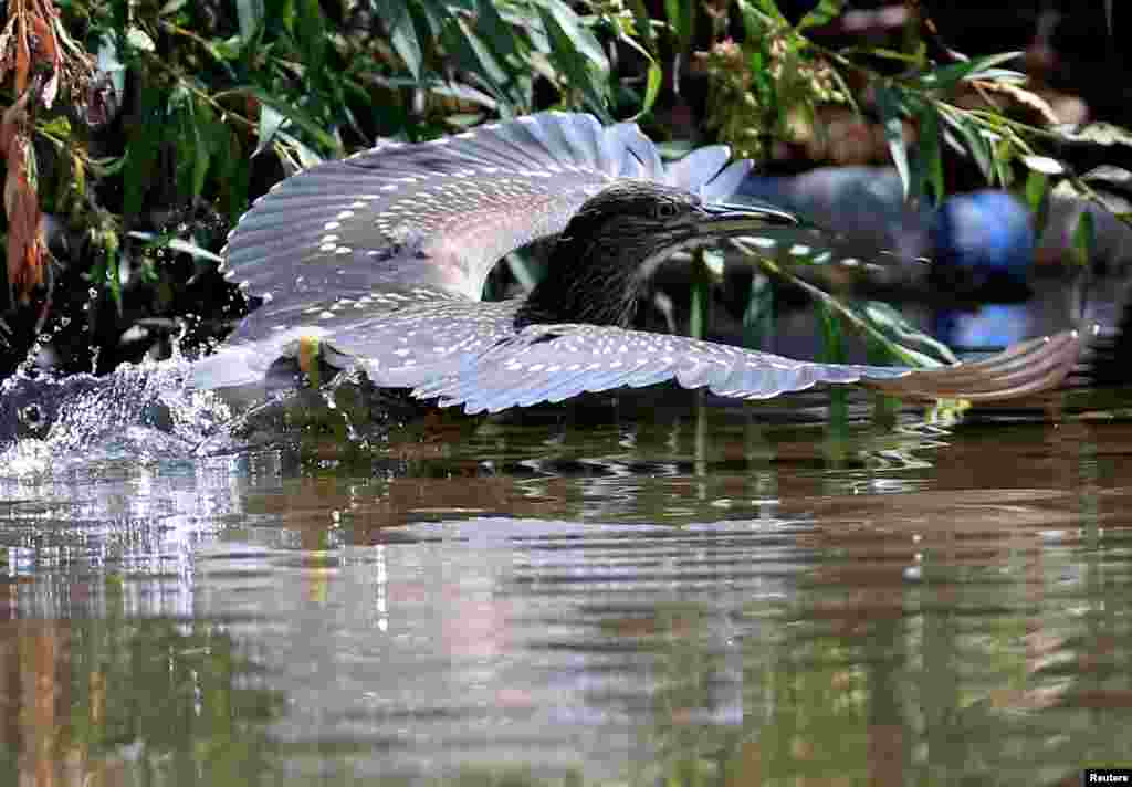 A migrant bird at the Wazzani river near Khiam, south Lebanon