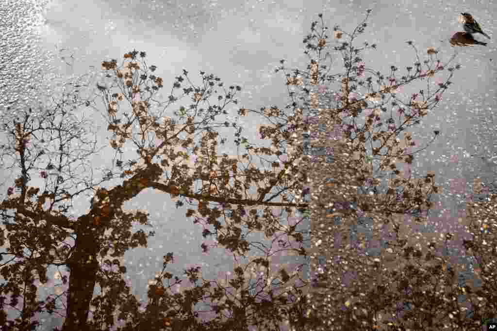 A bird sits in a puddle as a cherry blossom tree with buds and blossoms is reflected in the water, April 2, 2018, at the tidal basin in Washington.