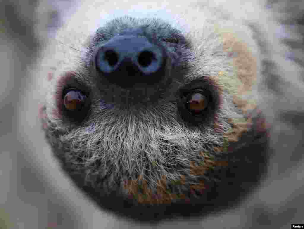 Tess, seekor kungkang, bergelantungan dalam posisi tubuh terbalik di SeaWorld, San Diego, California.