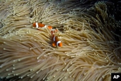 FILE - Two clownfish swim in an anemone on Moore Reef in Gunggandji Sea Country off the coast of Queensland in eastern Australia on Nov. 13, 2022. (AP Photo/Sam McNeil)