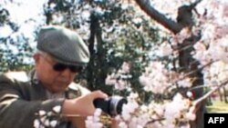 Vaşinqtona bahar "Cherry Blossom"la gəlir (VİDEO)