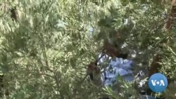 During Palestinian Olive Harvest, Cruelty - and Compassion - on Display