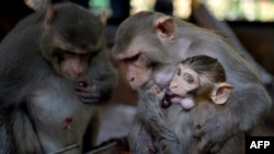 Wasu birrai a wajen wasan yara na Guindy a Chennai