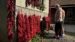 အရောင်တင်မှုန့်မြို့တော် Velyka Dobron