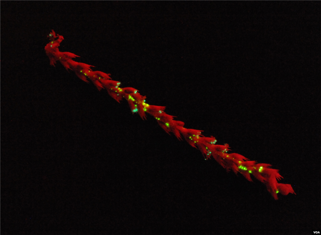 Crabs sit placidly on a sea pen that emits green light, Credit: Sonke Johnse