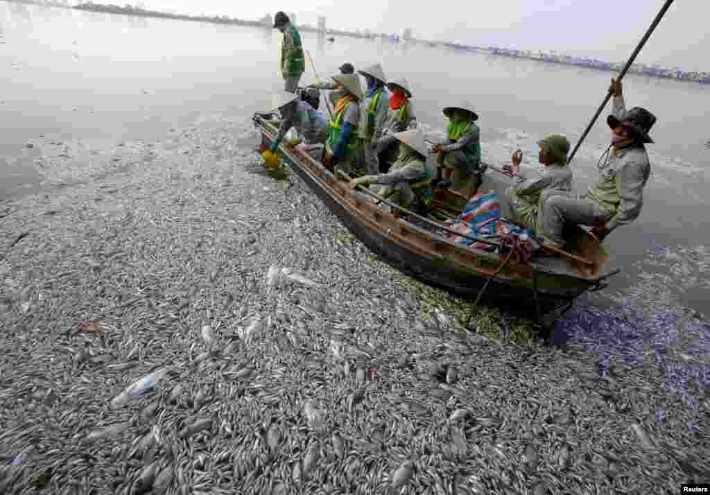 Para pekerja mengumpulkan ikan-ikan yang mati di Danau West yang terkena polusi di Hanoi, Vietnam.