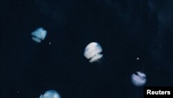 عروس‌های دریایی. آرشیو