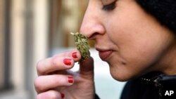 در برخی ایالت های آمریکا و برخی کشورها مصرف ماری‌جوآنا قانونی است