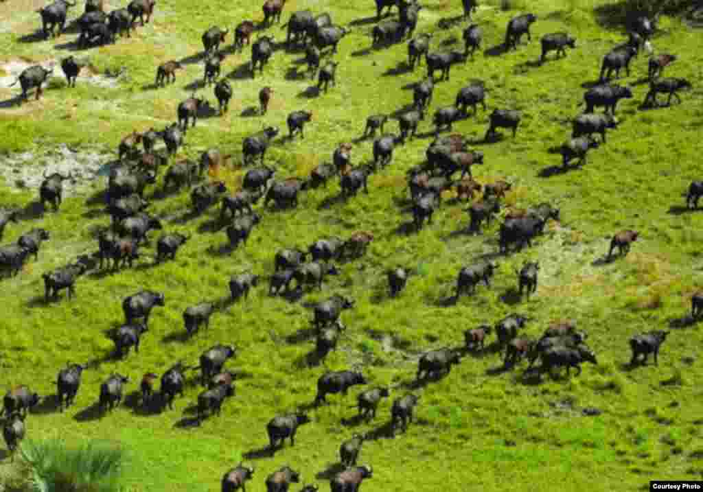 Delta di barat laut Botswana terdiri dari tanah rawa dan dataran, salah satu sistem delta yang tidak mengalir ke laut atau samudera. (UNESCO)