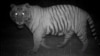A tiger’s eyes glow during the night on the same foot paths and roads humans use during the day to collect wood and grasses. (Center for Systems Integration and Sustainability, Michigan State University)