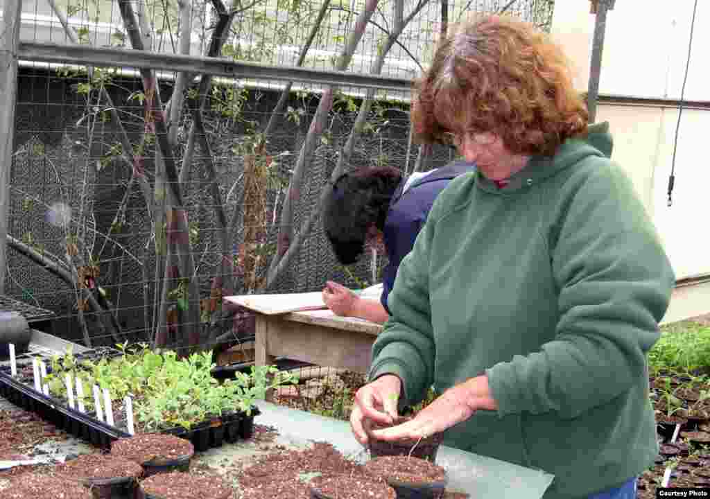 Garden curator Mimi Ron is planting seedlings for garden beds. (Tel Aviv University Botanical Garden)