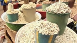 New Machine Will Boost Pumpkin Seed Production