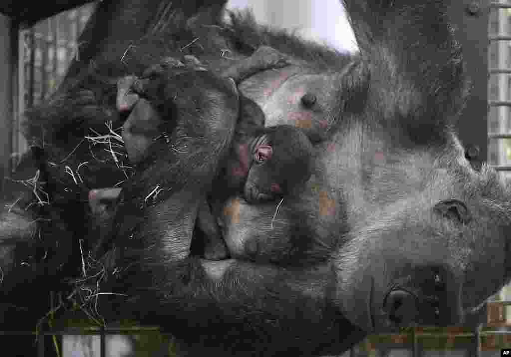 មេ​ស្វា​ហ្គោរីឡាឈ្មោះ Changa Maidi បី​កូន​ មួយ​ថ្ងៃ​បន្ទាប់​ពី​កូននោះ​កើត​នៅ​សួនសត្វ​មួយ​ក្នុង​ក្រុង Muenster ប្រទេស​អាល្លឺម៉ង់។&nbsp;