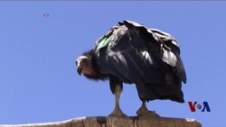 加州秃鹫: 一个拯救濒危生物的罕见故事