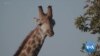Wildlife Advocates Score Big Win as African Giraffes Earn Protected Status