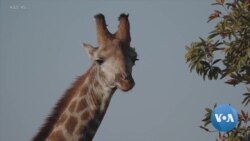 African Giraffes Now on Endangered Species List 