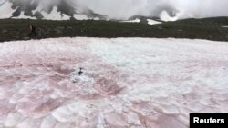 این جلبک‌ها به دلیل رنگشان به «برف خونی» مشهور هستند