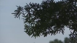 САД најавија ангажман за деблокада на евроинтеграциите