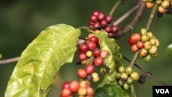 Vietnam's Coffee Industry 