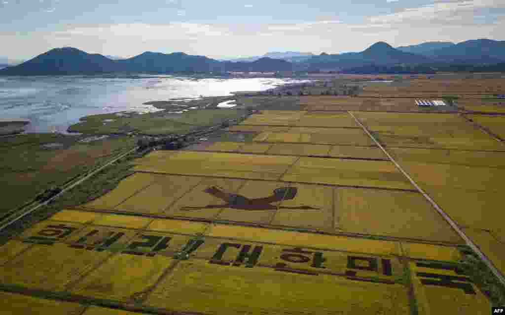 한국 순천의 논에 신종 코로나바이러스 방역에 힘쓰는 국민을 격려하는 &#39;힘내라! 대한민국&#39; 문구를 새겼다.