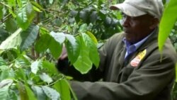 New Challenges Force Kenya Farmers to Replace Coffee Crop