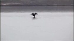 ناخوشی تالابهای ایران