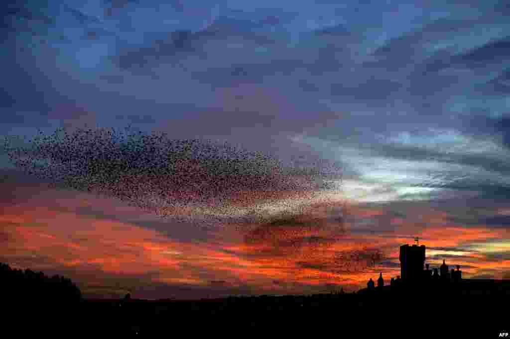 Starlings fly in the sky of Rome at sunset on Jan. 27, 2015.