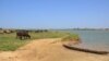 FILE - A photo taken on March 1, 2013 shows zebus grazing near a pirogue on the Logone river in Blaram, northern Cameroon. 