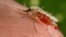 FILE - An Anopheles stephensi mosquito obtains a blood meal from a human host through its pointed proboscis in this undated handout photo obtained by Reuters November 23, 2015. 