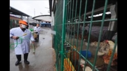 禽流感仍在蔓延 不排除人际传播