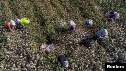 中国新疆哈密一个农场的农工在摘棉花。（2018年10月14日）