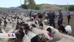 Gundîyên Kerkûkê ji Xwedîkirina Ajalan Gazincan Dikin