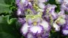 Garden Group Names 2024 ‘Year of African Violet’