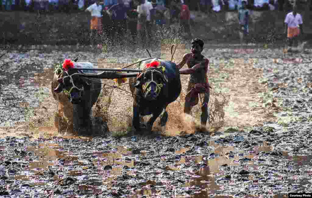 Seorang peserta ikut berlomba dalam olahraga tradisional karapan banteng di kota pelabuhan Mangalore, negara bagian Karnataka, India selatan (foto oleh Rajarshi Chowdhury dikirimkan untuk Kontes Foto VOA).
