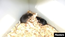 لە بەشی چەپی وێنەکە ئەو مشکە دەردەکەوێت کە لە دوو باوانی نێر خراوەتەوە و گەیشتووەتە قۆناغی باڵغبوون. لای ڕاستی وێنەکە مشکێکە کە هەمان تەمەن و ڕەگەزی هەیە بەڵام لە باوانی نێر و مێ خراوەتەوە.